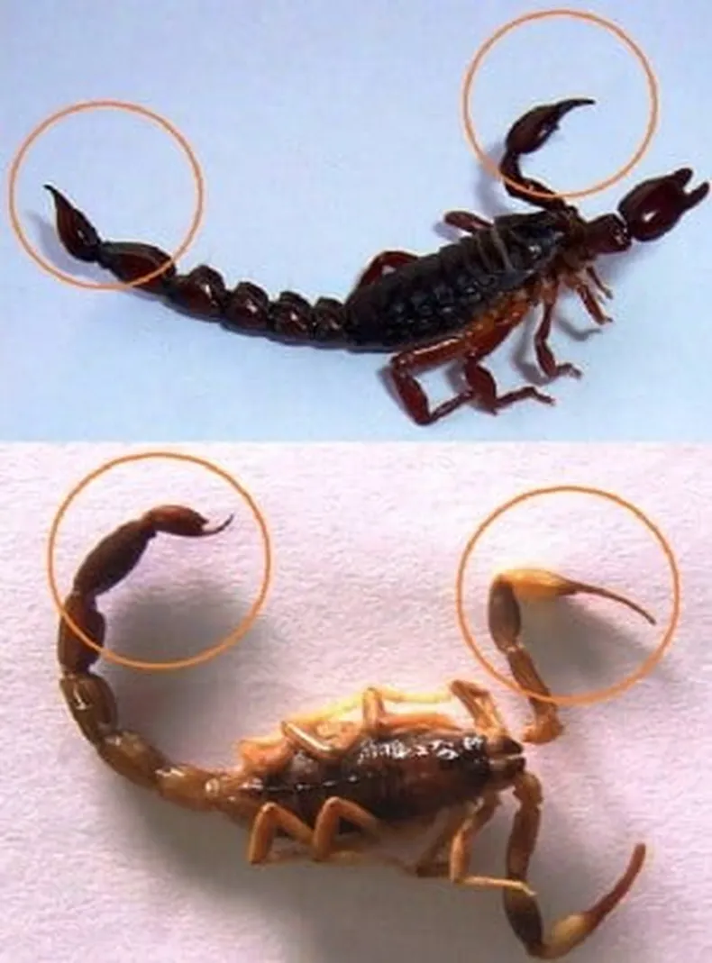 NOTICIAS PILAR:ALACRANES EN DEL VISO BARRIO LOS CACHORROS